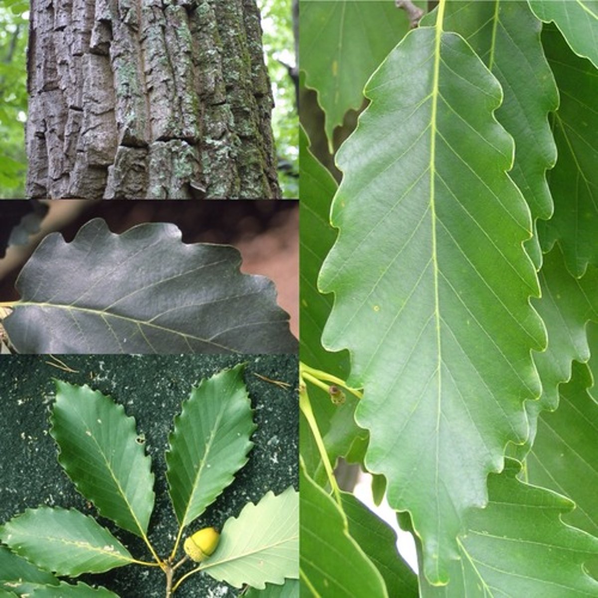 <p>simple alternate leaves, crenate margin, obovate to elliptical, 4-8 inches long</p><p>ovoid acorn, cap with gray scales with red tips, 1/3-1/2 nut</p><p>bark thick gray-brown to black, rounded scaly ridges resembling alligator back</p>