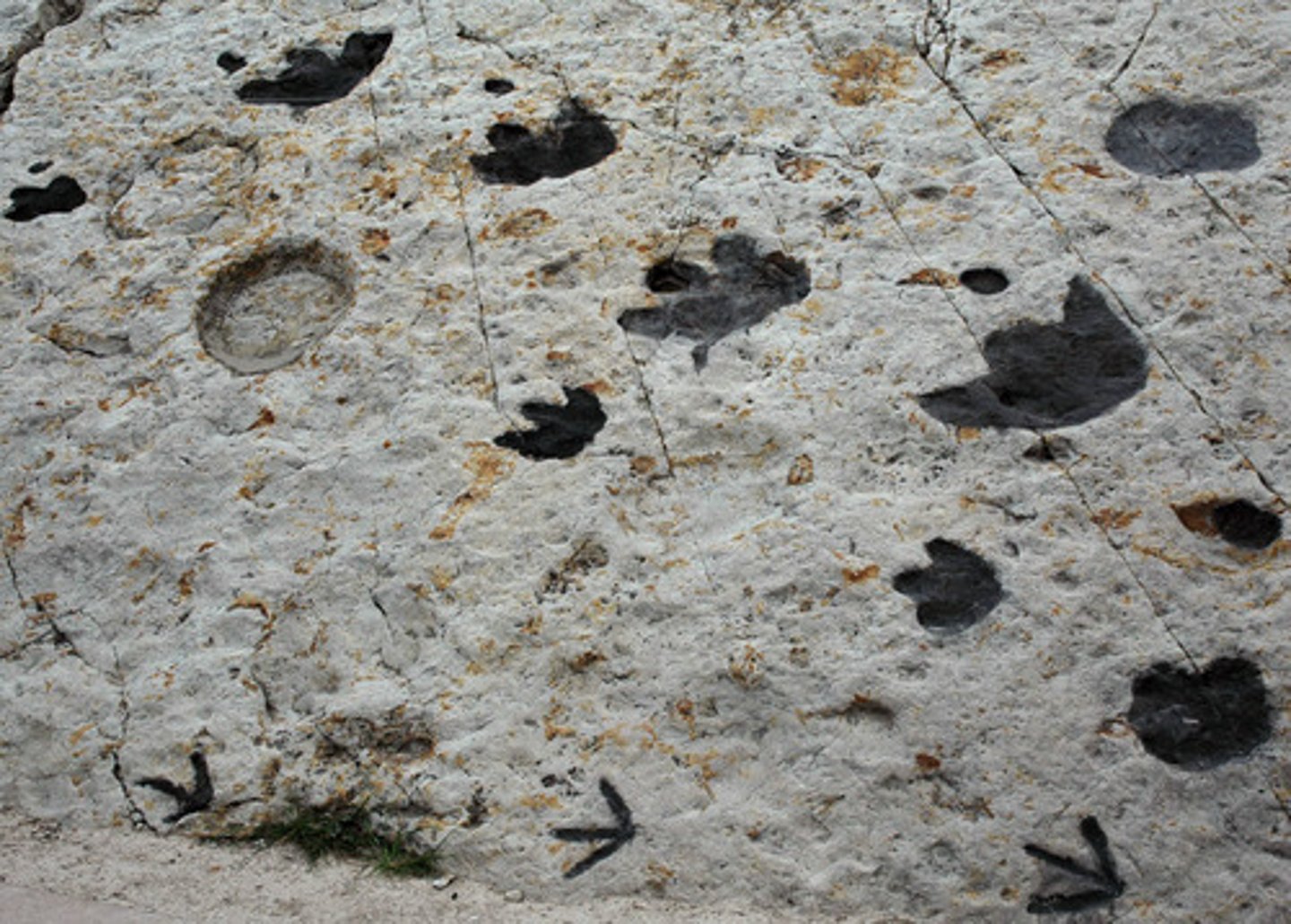 <p>rocks that show certain animal activities</p>