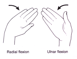<p>Radial flexion refers to bending towards the radius(flexed toward the thumb), while ulnar flexion refers to bending the wrist towards the ulna(flexed away from the thumb)</p>
