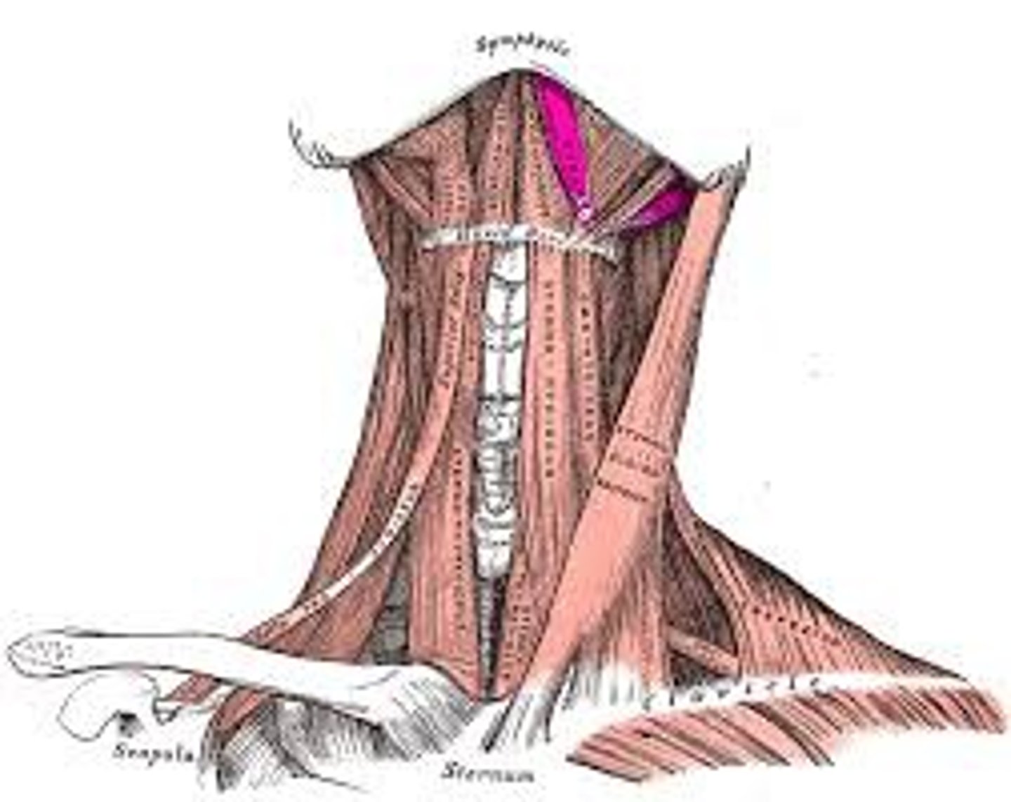<p>-extends from occipital and temporal bones in mandible</p><p>-function: lowers jaw</p>