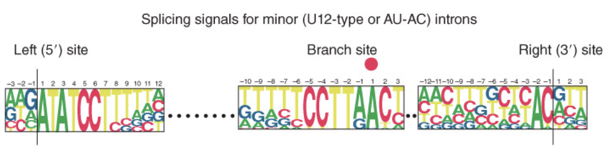 <ul><li><p>observed in a minority of introns</p></li><li><p>minor introns are defined by different consensus sequences at the 5’ splice site, branch site and 3’ splice site</p></li></ul>