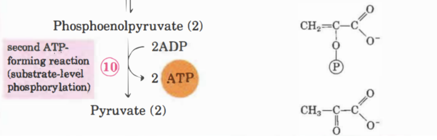 <p>Här omvandlas fosfoenolpyruvat (PEP) till pyruvat. Irreversibelt steg som genererar 2 ATP. Enzymet heter <strong>pyruvatkinas</strong>. Här kan K, Mn eller Mg användas som kofaktor. </p>