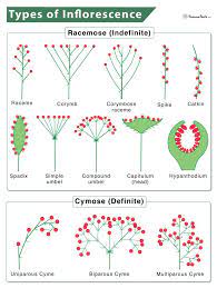 <p>der Blütenstand</p>