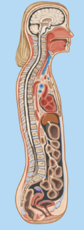 Vertical division of the body into right and left portions