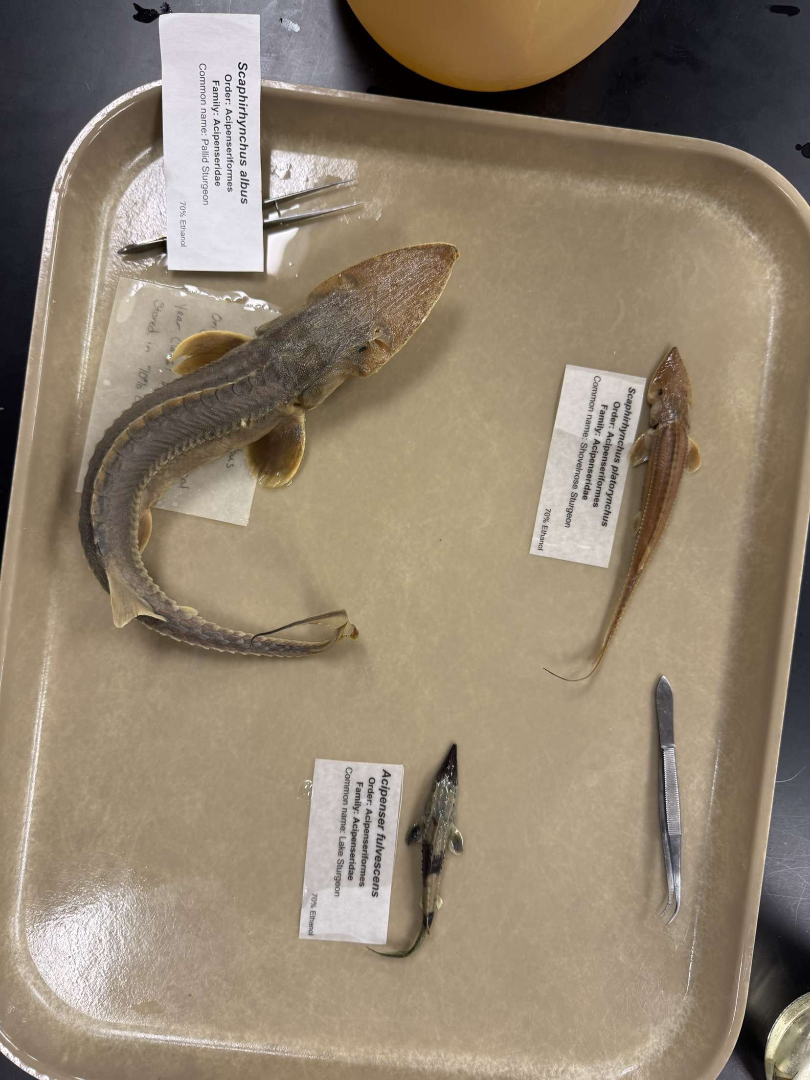 <p>Acipenseriformes</p>