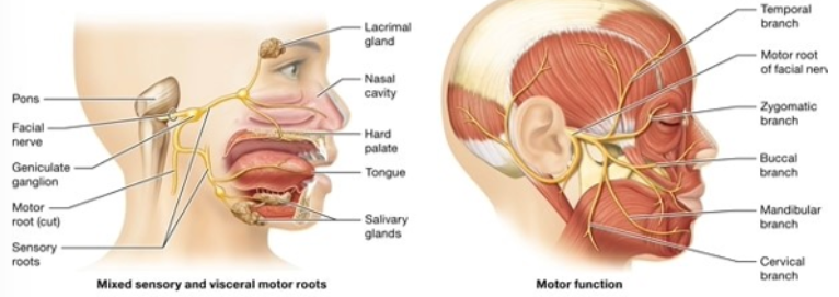 <p><span style="background-color: transparent; font-family: &quot;Times New Roman&quot;, serif;"><span>taste sensation from chemoreceptors ⅔ of tongue, somatic sensation from the external ear; motor root supplies the muscles of facial expression and other facial muscles; salivary glands, lacrimal (tear) glands, nasal mucous glands</span></span></p>