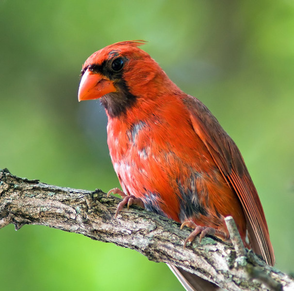 <p>Process by which birds shed their feathers</p>