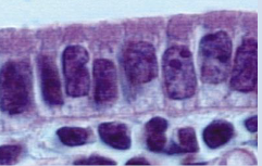 <p>What is the function of simple columnar epithelium?</p>