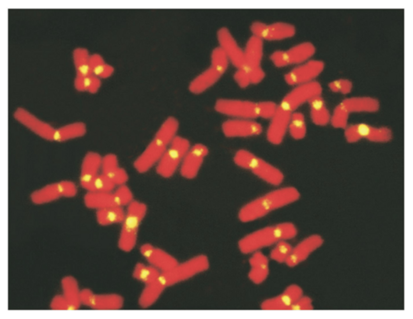 <p>- uses fluorescent probes to monitor hybridization</p><p>- mitotic cells fixed to slide and subjected to hybridization</p><p>- ssDNA is added and hybridization is monitored</p><p>- probes are nucleic acids that will hybridize only with specific chromosomal areas</p>