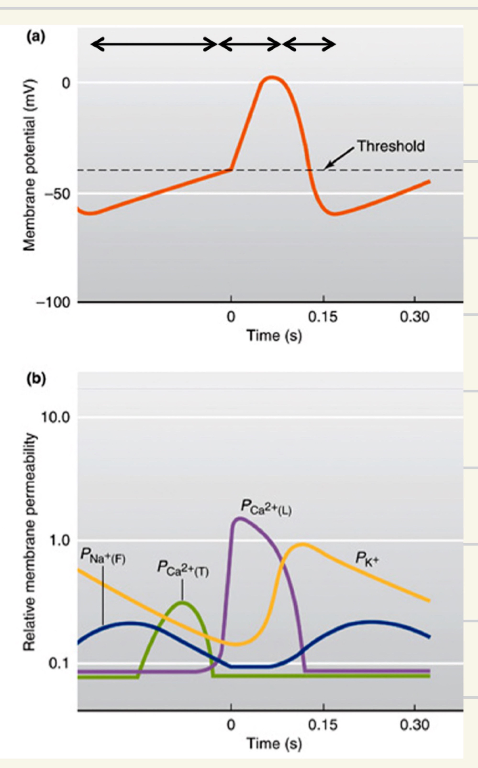 <ol><li><p><mark data-color="blue">Sodium</mark> ions ‘leaking’ in through the <mark data-color="blue">F-type</mark> [funny] channels and <mark data-color="green">calcium</mark> ions moving in through the <mark data-color="green">T-type</mark> (transient) channels cause a threshold graded <mark data-color="red">depolarisation</mark></p></li><li><p>The rapid <mark data-color="red">opening</mark> of <mark data-color="red">voltage-gated calcium L-types channels</mark> is responsible for the rapid <mark data-color="red">depolarisation</mark> phase</p></li><li><p><mark data-color="yellow">Reopening</mark> of <mark data-color="yellow">potassium channels</mark> and <mark data-color="red">closing</mark> of <mark data-color="red">calcium channels</mark> are responsible for the <mark data-color="red">repolarisation</mark> phase</p></li></ol><p>→ ANS controls HR through how quickly these channels are opened or closed</p><p>→ For a cardiac nodal cell</p>