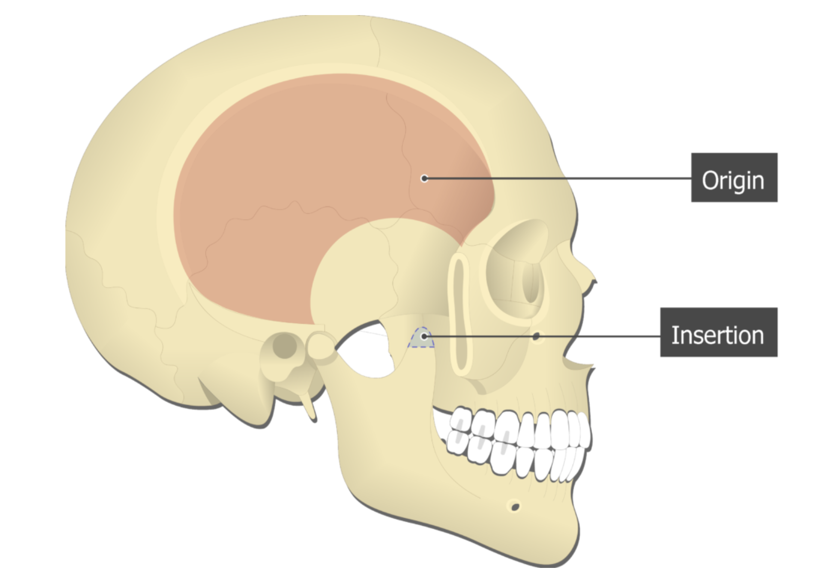 <p>temporalis</p>