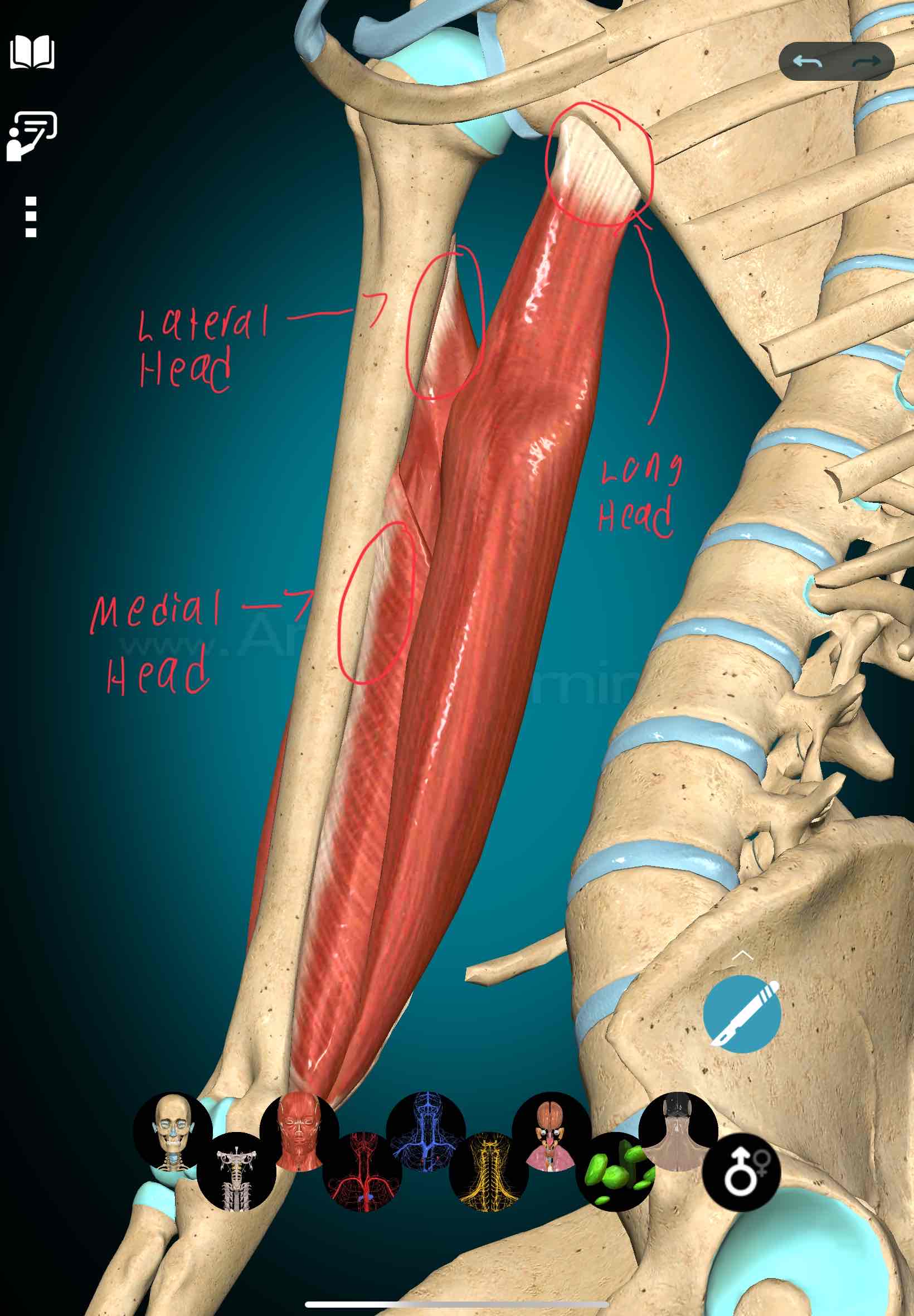 <p>Triceps Brachii Origin (Long, Medial, and Lateral Head) </p>