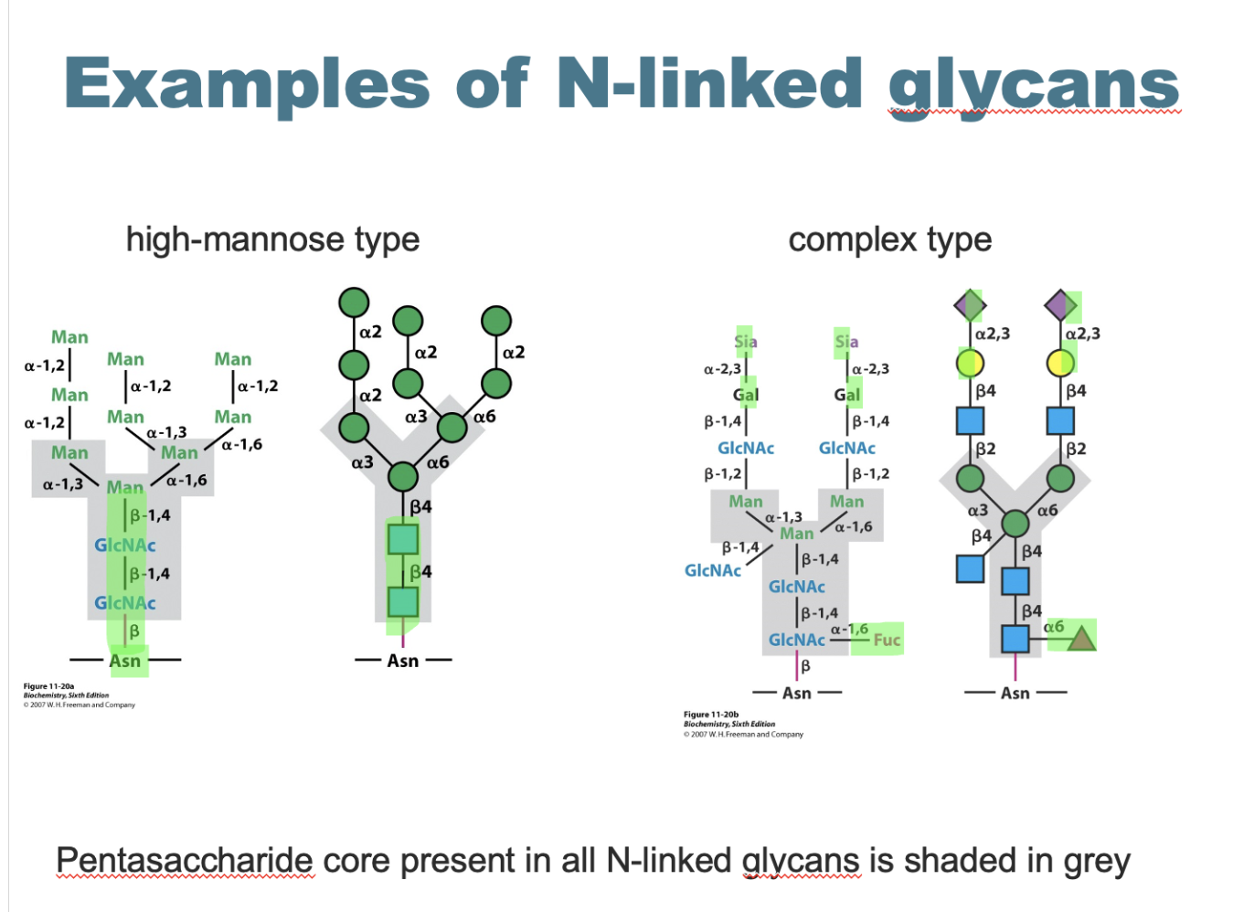 <p>main structure - 2GLcNAc and 3 mannose petasacharride core</p><p></p><p>high mannose type - many additional mannoses </p><p>complex type - extra GLcNAc, galactose, sialic acid and fucose</p>