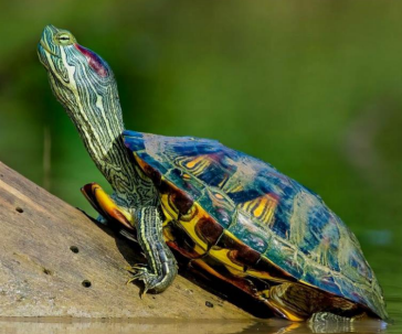<p>Red-eared slider</p>