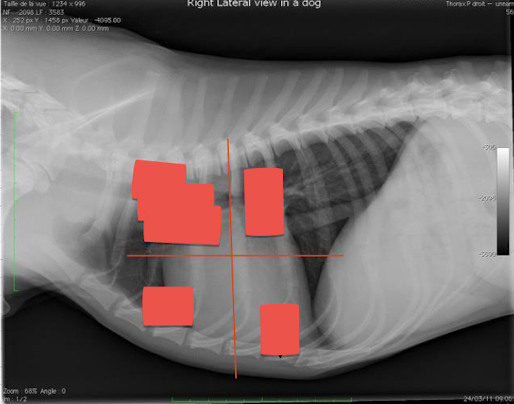 <p>What are seen in each quadrant? </p>