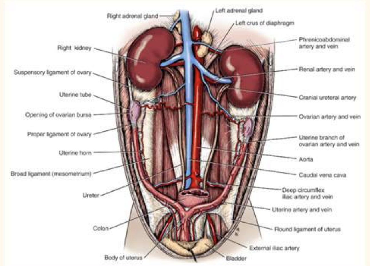 <p>R kidney more cranial to L</p><p>ureter from kidney to urinary bladdder, hook, enter trigone region</p><p>one more renal artery/vein for each kidney</p><p><strong>left </strong>ovarian gonard artery comes off renal artery</p>