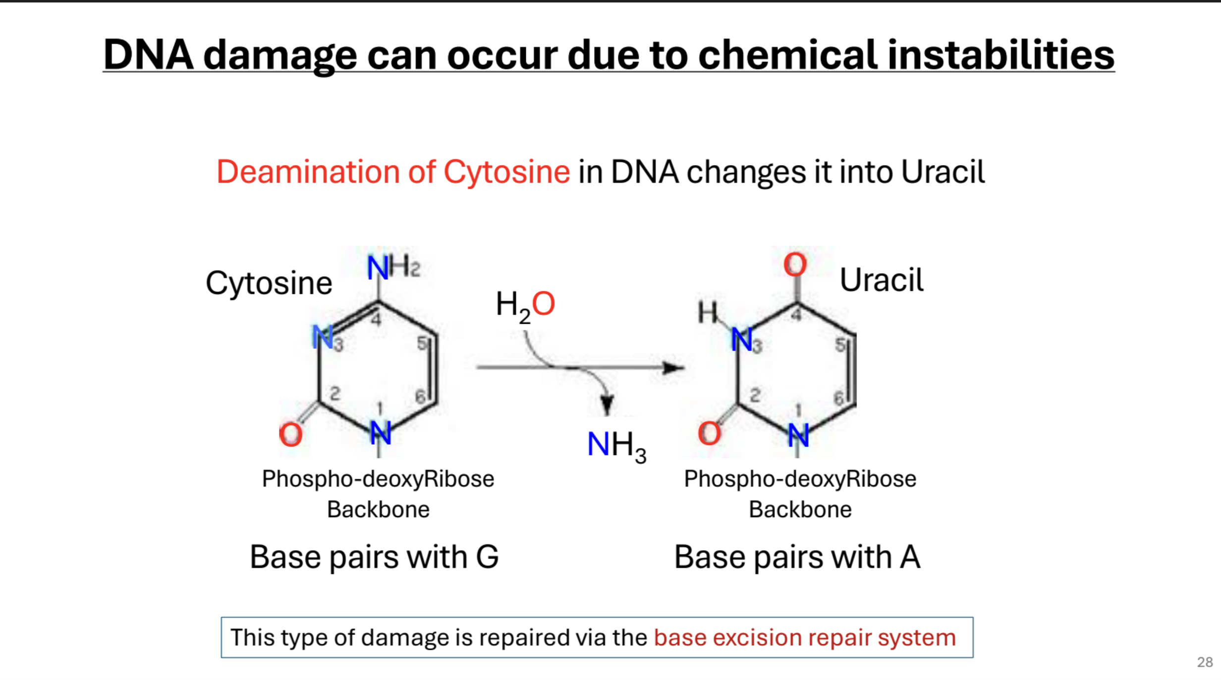 <p>DNA damage can be caused by chemical instabilities such as the deamination of Cytosine, which changes it to Uracil. This is fixed by base-excision repair system.</p>