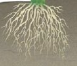 <p>Monocot; many thin, branching roots with many lateral roots. Combats soil erosion</p>