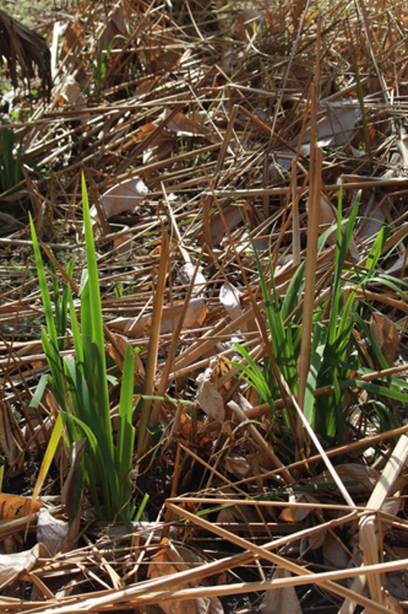 <p>what is the name of the plant pictured here?</p>