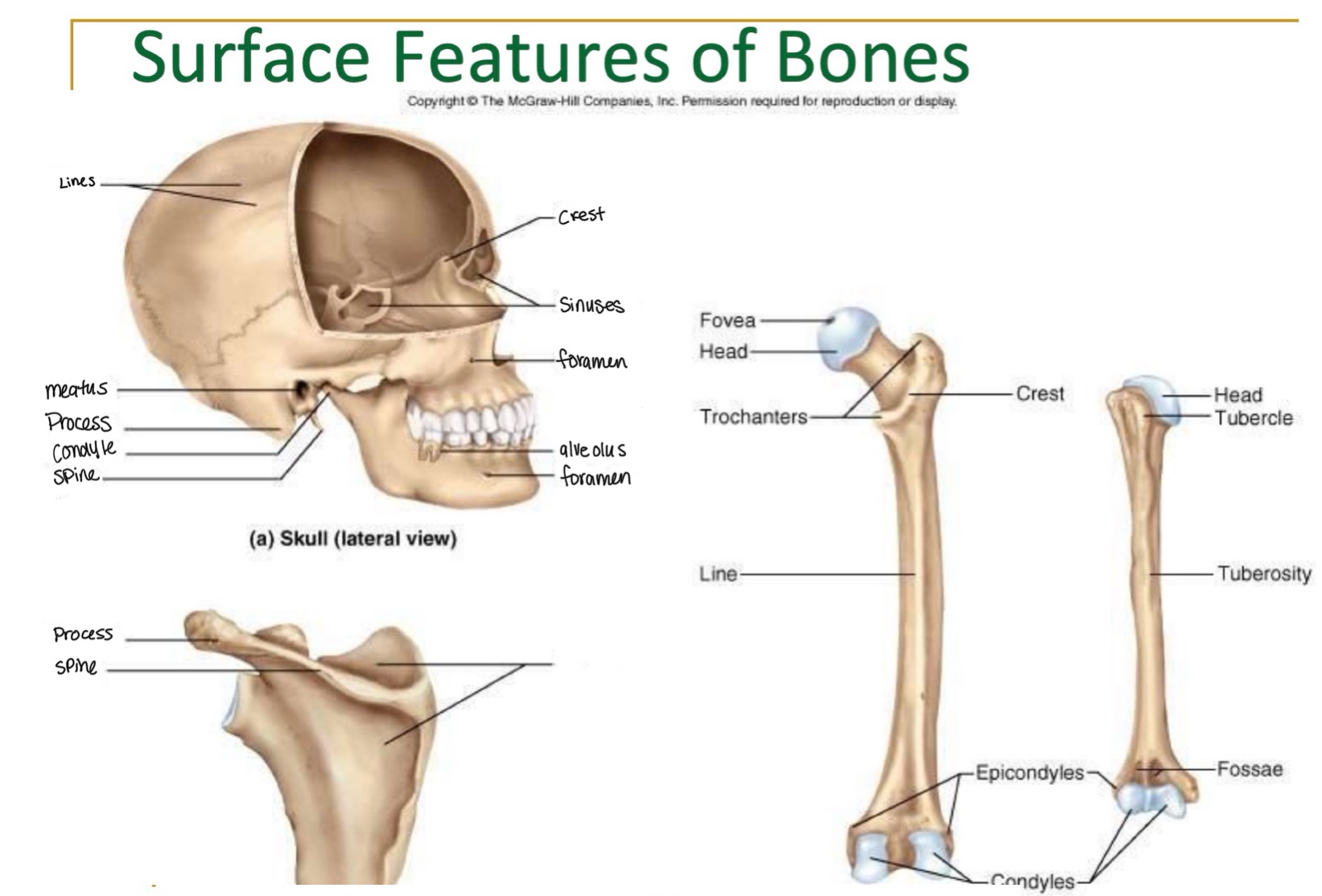 <p>label missing word on diagram (scapula)</p>