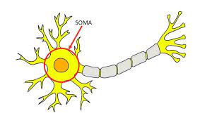 <p>the cell body of the neuron that receives messages from other neurons. </p>