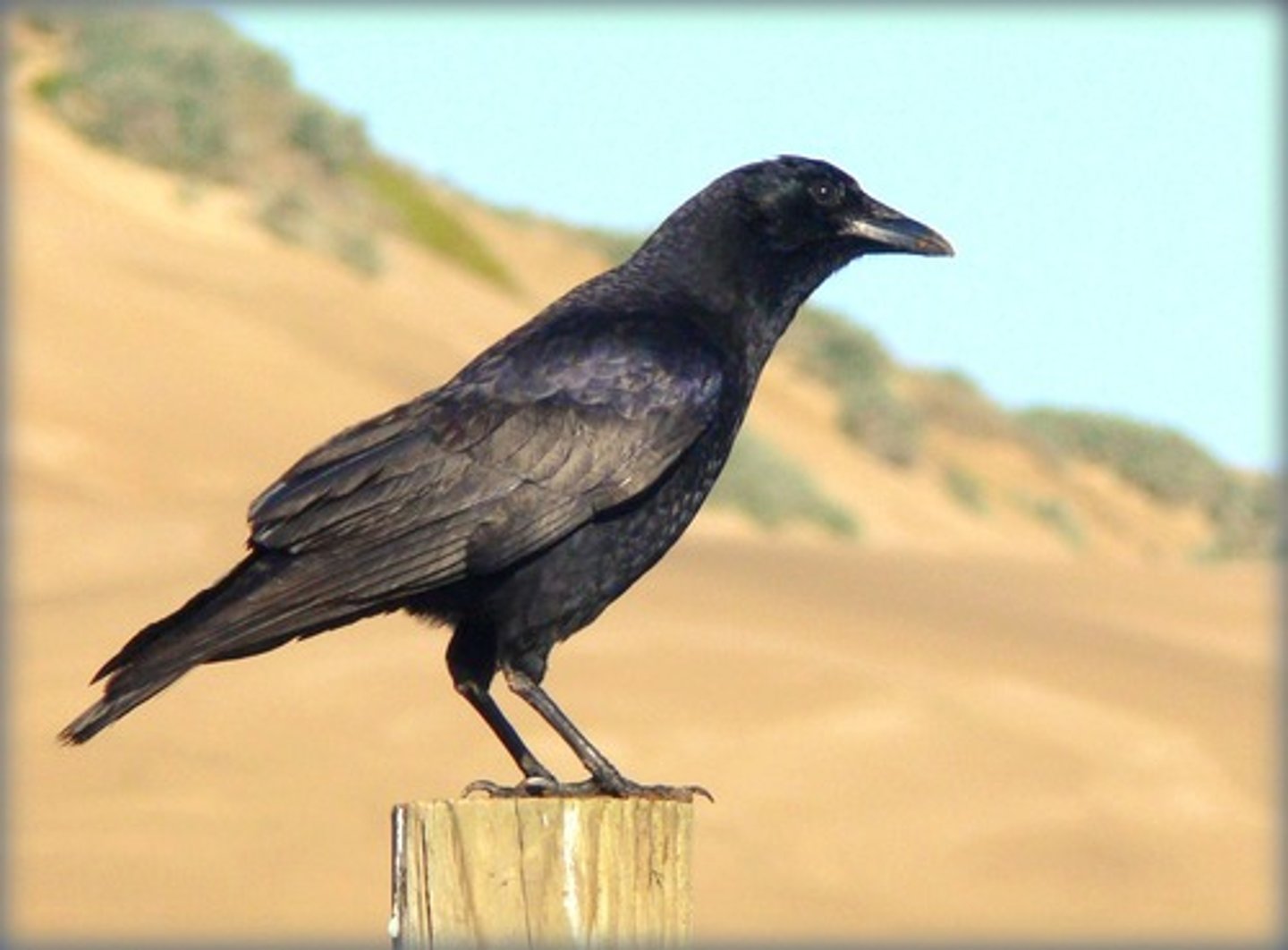 <p>A T cell that remembers antigens and quickly stimulates the immune response upon re-exposure</p><p>A crow never forgets.</p>