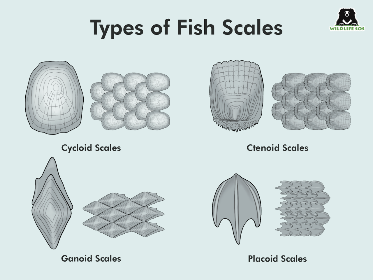<p>Ganoid scales are tough, bony scales found in some fish, like paddlefish and sturgeons. </p>