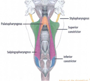 <ul><li><p>palatofaríngeo</p></li><li><p>estilofaríngeo</p></li></ul>