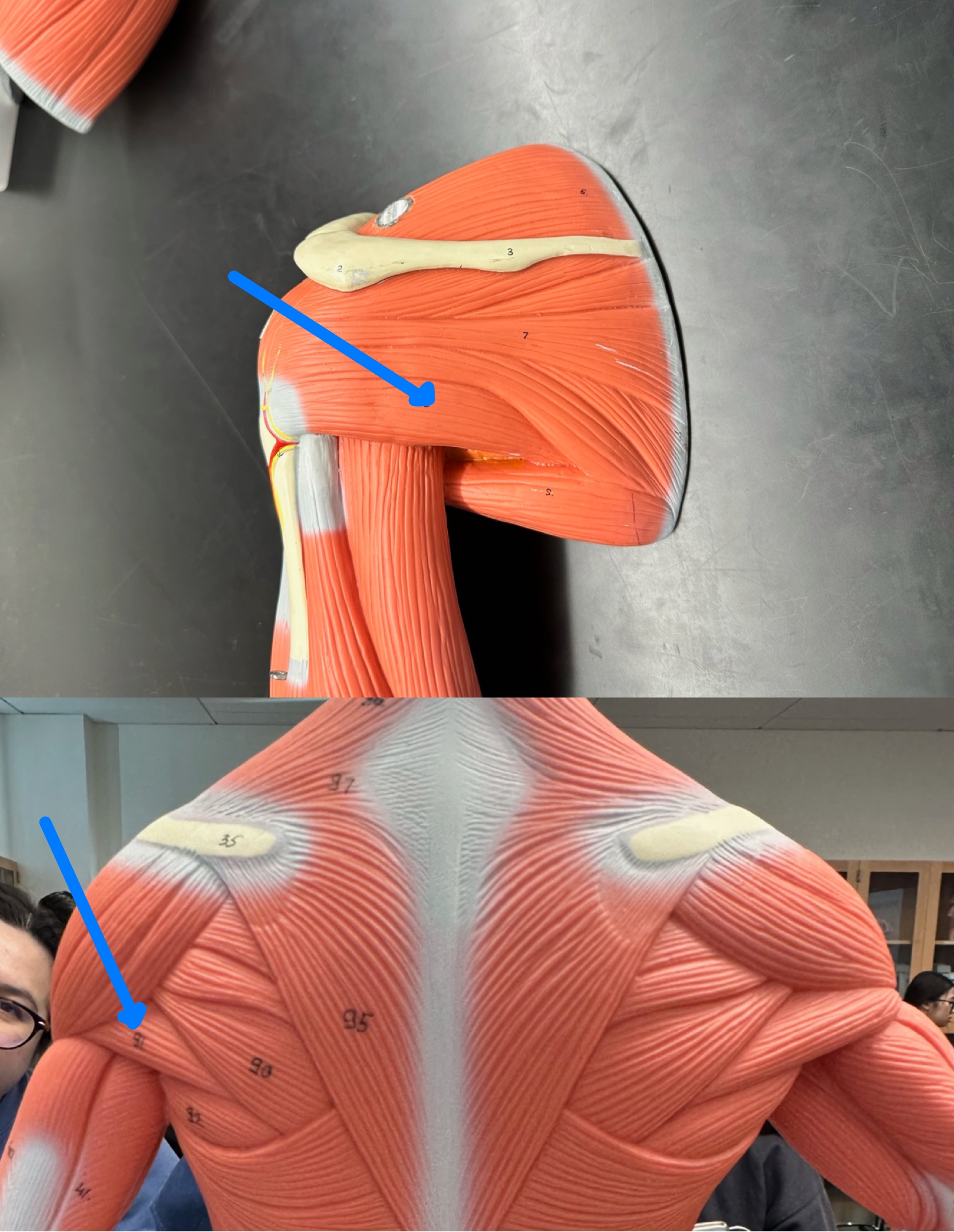 <p>ID muscle</p>