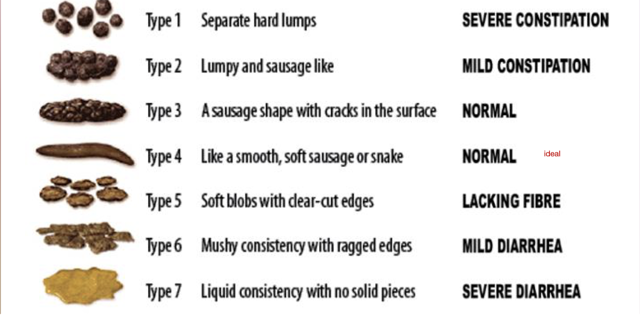 <p>Bristol Poop Chart: </p><ul><li><p>What is the ideal type fo poop? </p></li></ul><p></p>