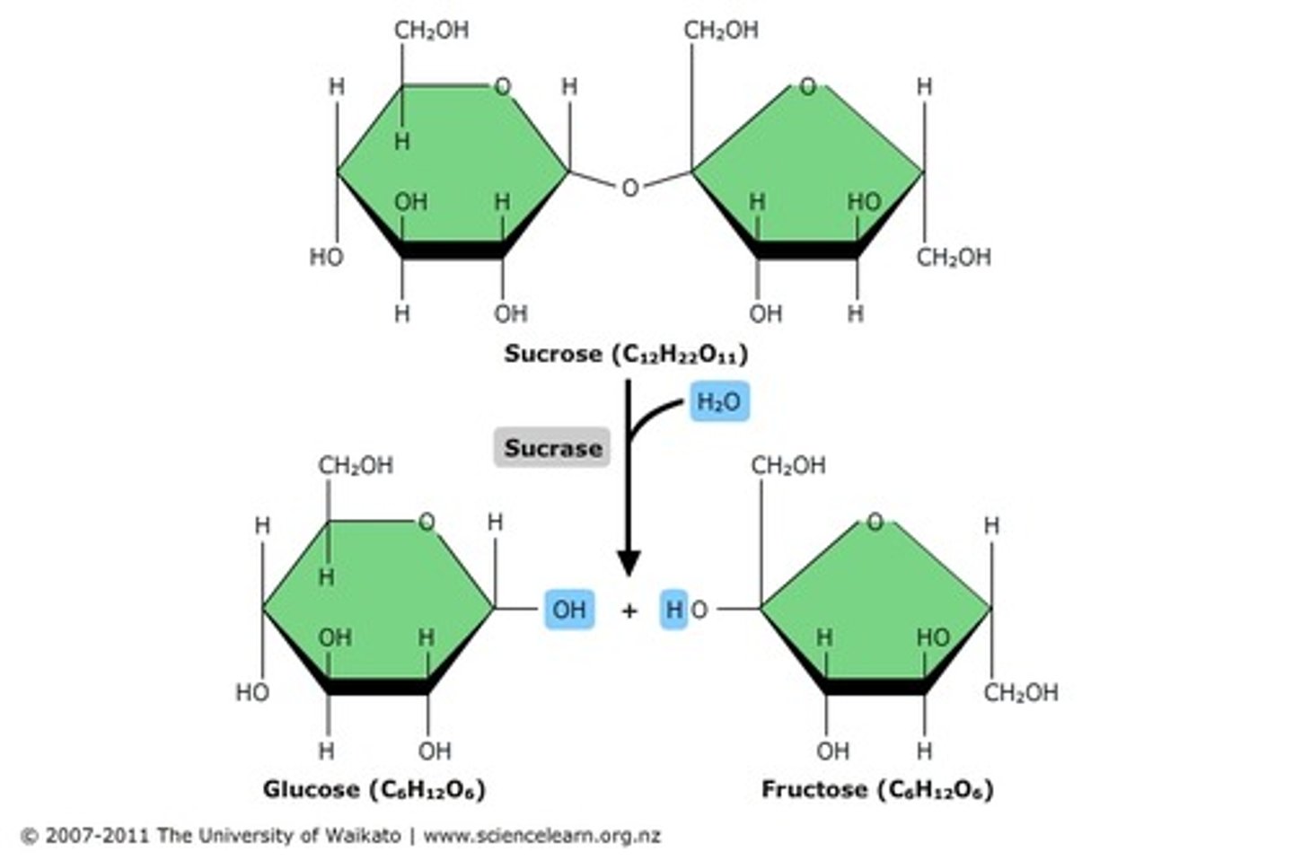 <p>a chemical reaction that breaks molecules apart by adding a water molecule</p>