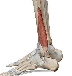 <p>Court Fibulaire</p>