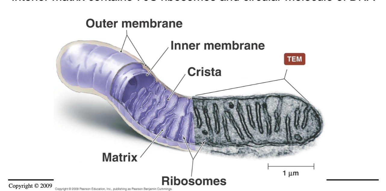 <ul><li><p>Many Folds inside create <strong>Crista</strong> which serves to increase surface area. ETC here</p></li><li><p>Inner matrix contains 70S ribosomes and circular molecule of DNA</p></li></ul><p></p>