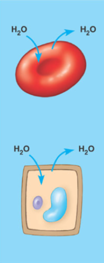 <ul><li><p>A solution with an equal amount of solute as the other side of the membrane and no net movement of water</p></li></ul>