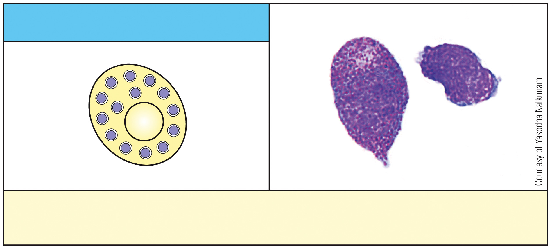 <p>What is this cell &amp; what is its function?</p>