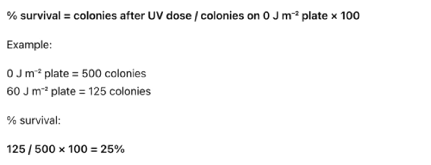 <p>% survival = colonies after UV dose / colonies on 0 J m⁻² plate × 100</p>
