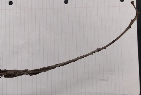 <p>Small round buds clustered at terminal, stout corky twig</p>