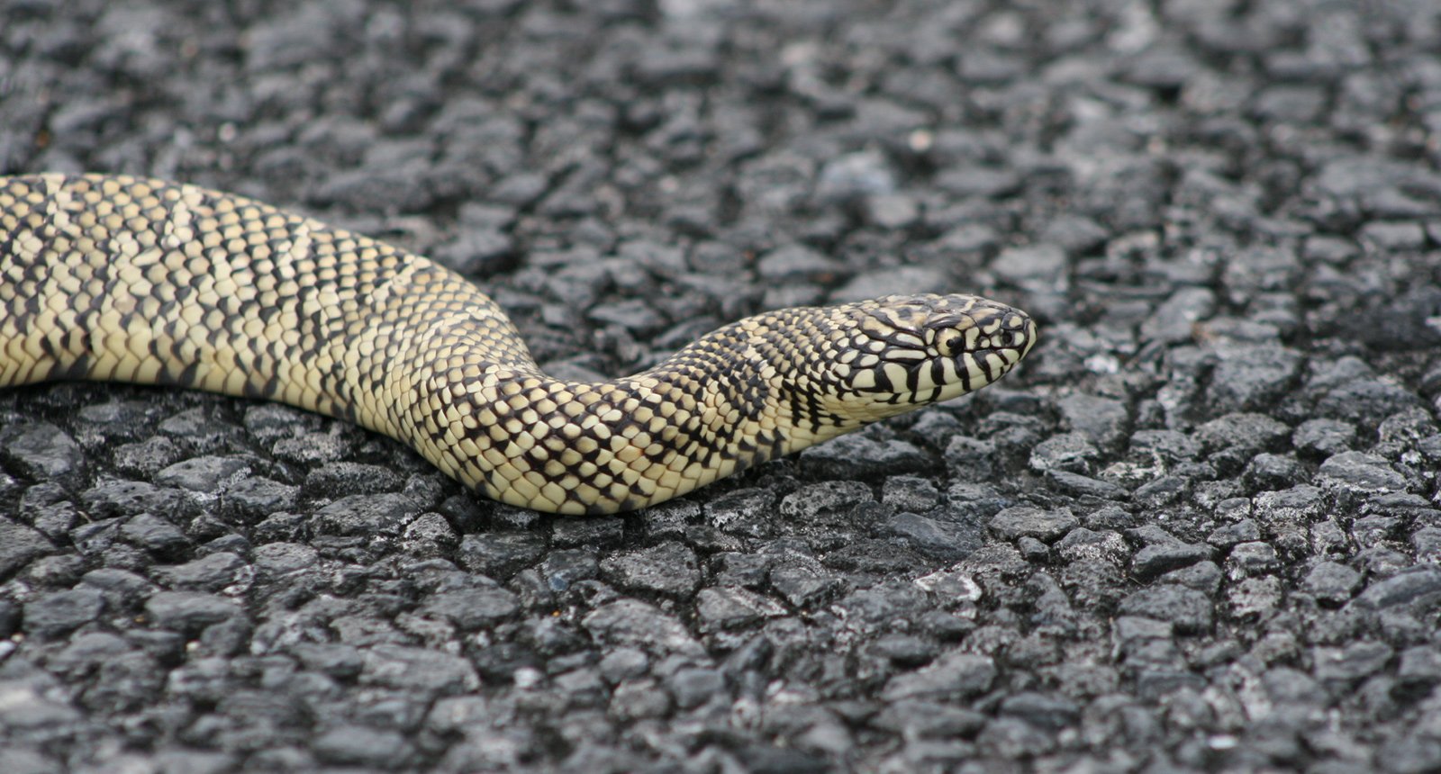 Common Kingsnake