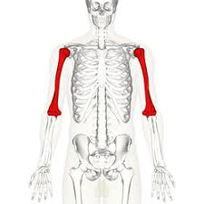 <p>Anatomy of Human Skeleton</p>