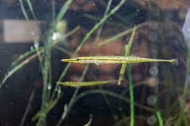 * long body, small mouth, horizontal 
* schooling