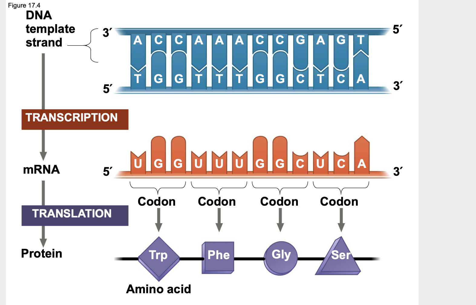 <p>The flow of information from gene to protein is based on a triplet code.</p><p>.A codon is a triplet of bases, which codes for one amino acid.</p>