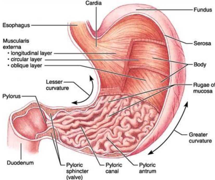 <p>stomach</p>