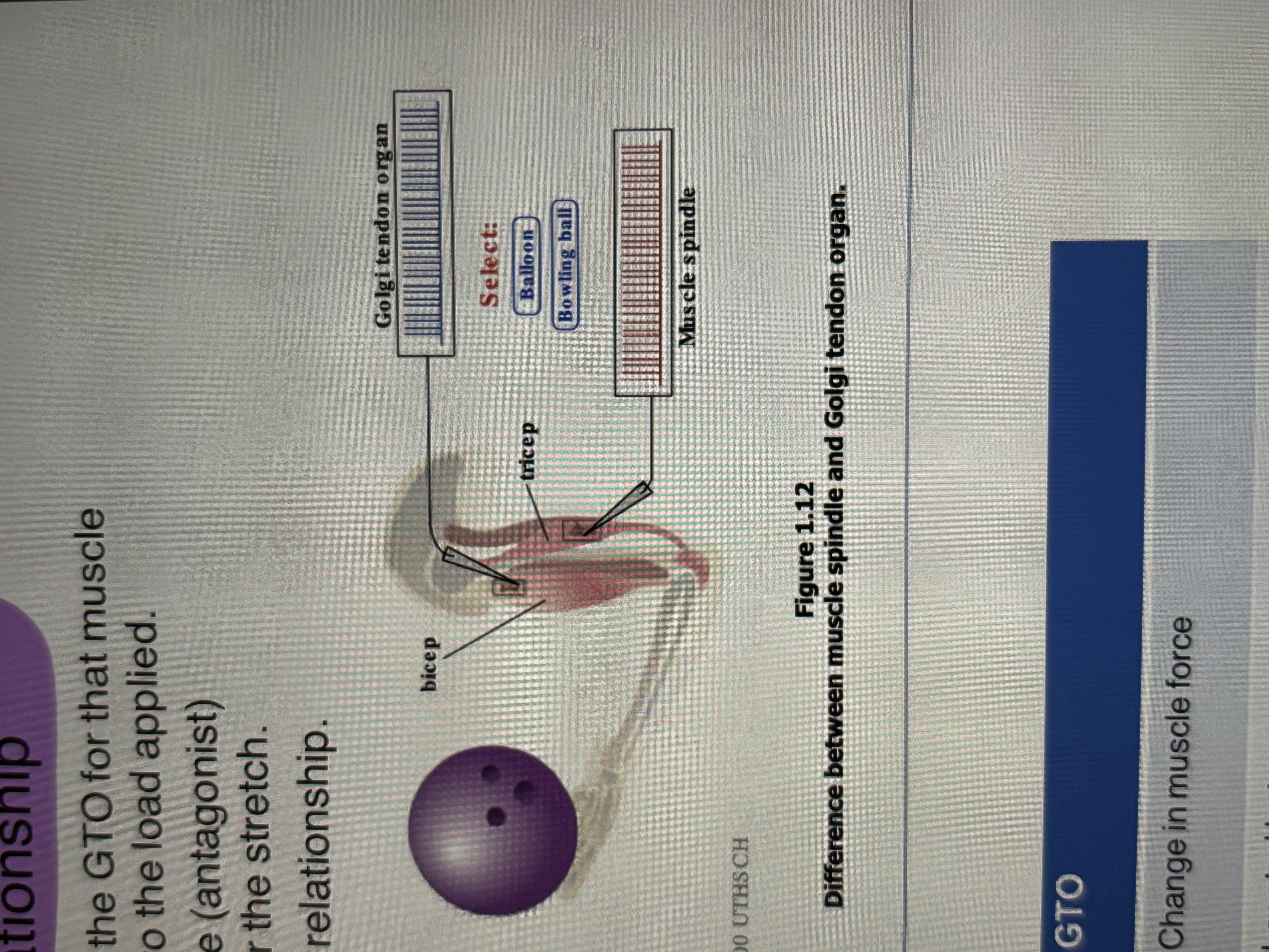 <ul><li><p>when 1 muscle (agonist) contracts, the GTO for that muscle registers the contraction is response to the load applied.</p></li><li><p>at the same time, the opposing muscle (antagonist) stretches, the muscle spindles register the stretch</p></li><li><p>the two muscles maintain a balanced relationship </p></li></ul><p></p>