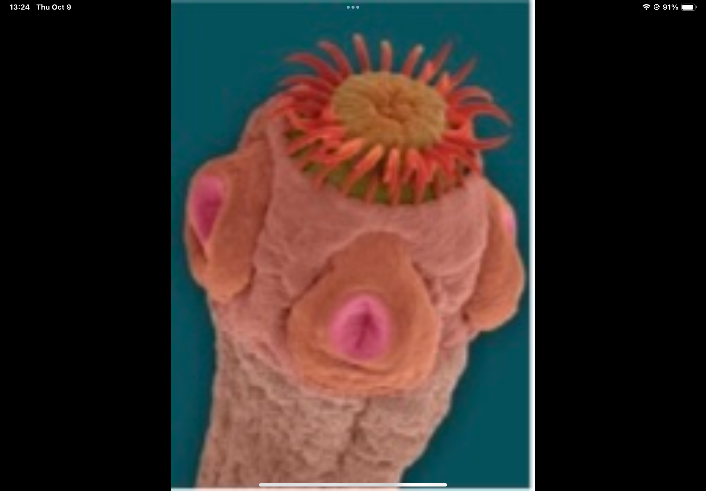 term image