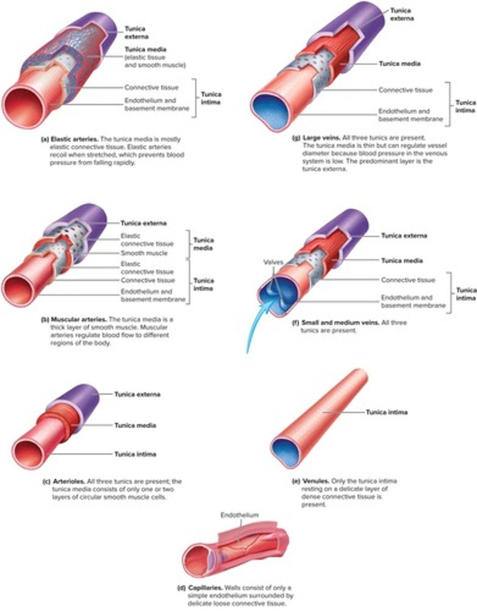 <p>The largest arteries with a high amount of elastic tissue, allowing them to withstand high pressure.</p>