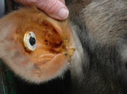 <p>Respiratory disease, (particularly bronchopneumonia) → bacteria reach middle ear via Eustachian tube</p><p>- head tilt</p><p>- drooping eyelids (ptosis)</p><p>- paralysis &amp; drooping of the ear</p><p>Have discharge from affected ear</p><p>Treatment → broad-spectrum antibiotics &amp; NSAID</p>