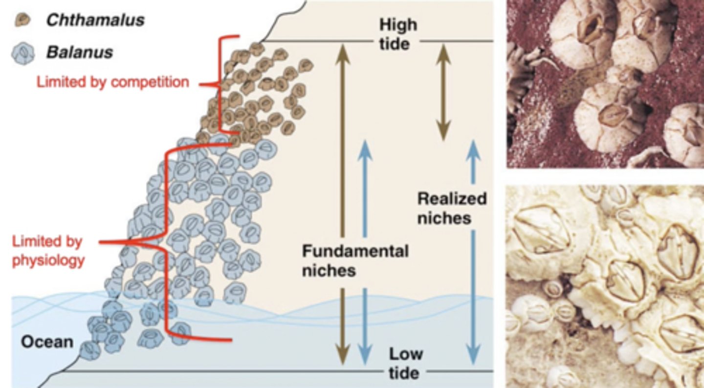 <p>- Connell focused on two species of barnacles found on the rocky shores of Scotland: Chthamalus (smaller) and Balanus (larger).</p><p>- Chthamalus were found mostly in the upper intertidal zone, where they could tolerate longer periods of exposure to air (desiccation).</p><p>- Balanus were found mainly in the lower intertidal zone, where they could take advantage of being underwater most of the time.</p><p>- Connell wondered if these differences in distribution were due to environmental tolerance or biological interaction (competition).</p><p>- Connell performed removal experiments: When Balanus was removed from the lower zone, Chthamalus was able to survive and grow in the lower intertidal zone, suggesting that Balanus was outcompeting Chthamalus in the lower zone. When Chthamalus was removed from the upper zone, Balanus still failed to colonize that area, indicating that Balanus couldn't tolerate the harsher, drier conditions of the upper intertidal zone.</p><p>- Demonstrated that both abiotic (environmental tolerance) and biotic factors (competition) shape species distributions.</p>