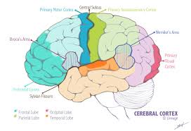 <p>Broca’s area</p>