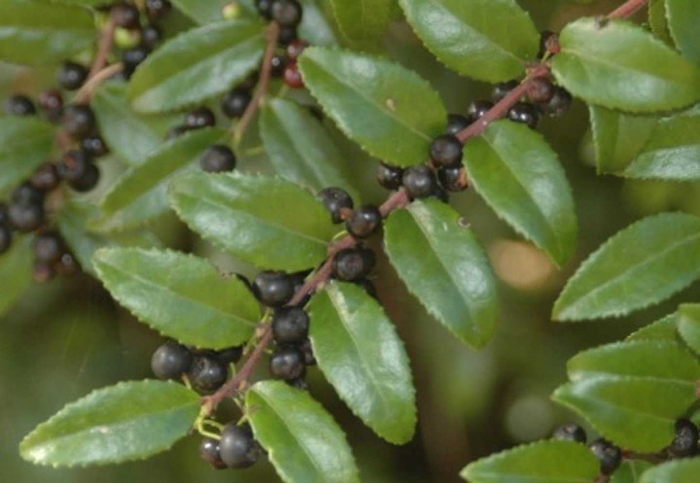 <p>Black huckleberry</p>