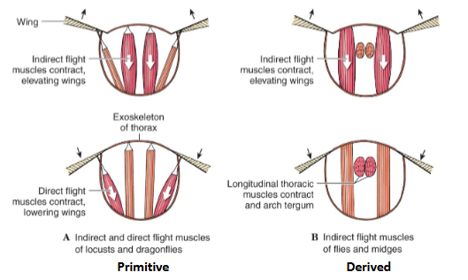 <p>Direct flight muscles vs Indirect flight muscles</p>